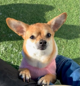 small dog wearing pink sweater and looking into camera